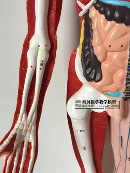 85 cm super jasno meridian akupunktura model moški akupunktura model človeško okostje viscera možganov akupunktura točka model PVC