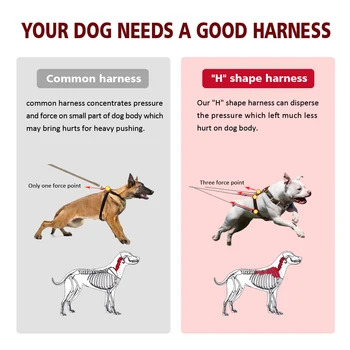 Pravega Usnja Pes Pas Rjave Hoja Usposabljanje Pasovi 23