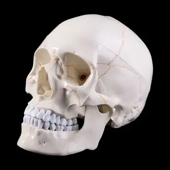 2020 Novo Življenje Velikost Človekovih Anatomski Model Anatomijo Medicinske Poučevanja Okostje Glavo Študij Poučevanje, Potrebščine