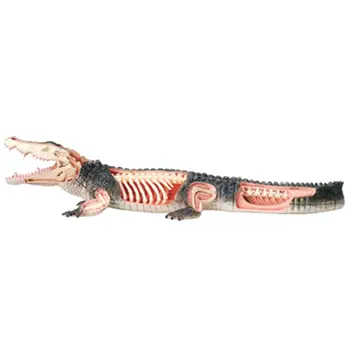 4D Vizijo Krokodil Anatomija Model Komplet z Izobraževalnimi Model Dobave