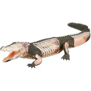 4D Vizijo Krokodil Anatomija Model Komplet z Izobraževalnimi Model Dobave